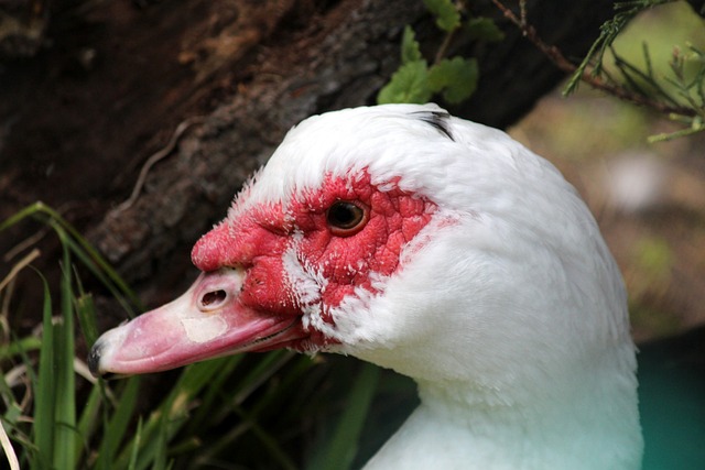 媒体平台粉 媒体平台粉